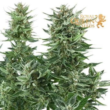 Easy Bud Autofloraison (Royal Queen Seeds) 5 graines