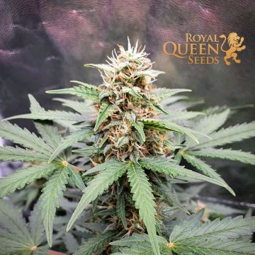 Fast Eddy Automatic CBD (Royal Queen Seeds) 5 graines