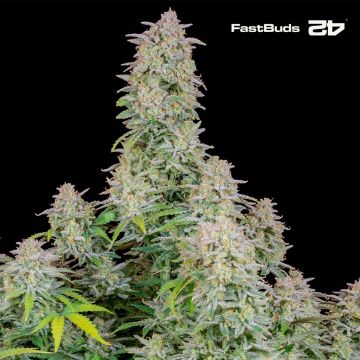 Forbidden Runtz Auto (Fast Buds)