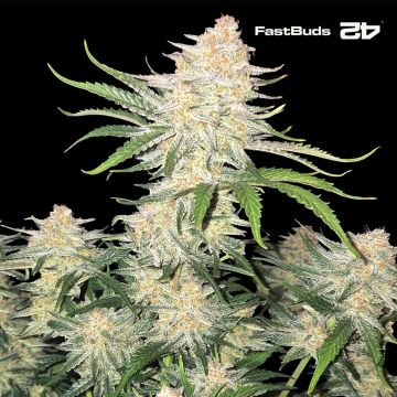 Frostbanger Auto (Fast Buds)