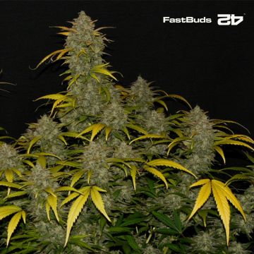 Gelato Auto (Fast Buds)