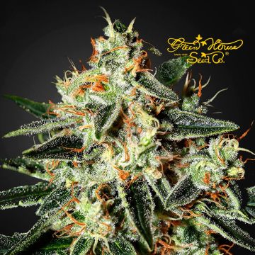 GH Cheese (Greenhouse Seeds) 5 graines