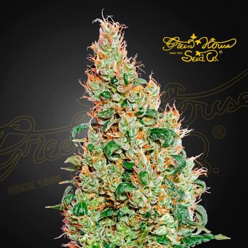 Green-O-Matic Autofloraison (Greenhouse Seeds) 5 graines