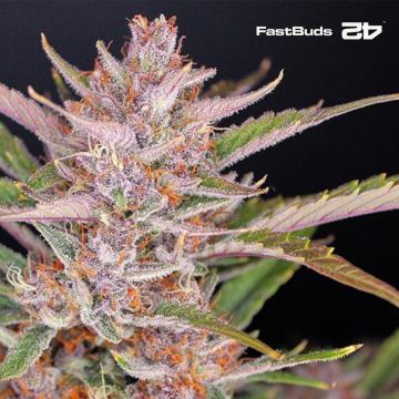 Gorilla Punch Auto (Fast Buds)
