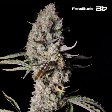 Gorilla Zkittlez Auto (Fast Buds)