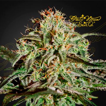 A.M.S. (Greenhouse Seeds) 5 graines