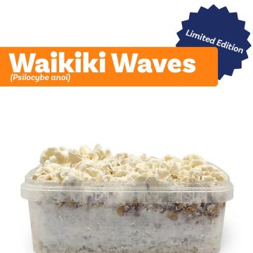 Kit de Culture de Champignons Magiques Waikiki Waves (Ready-to-Grow Growkit) - 1200 cc
