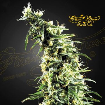 Hawaiian Snow (Greenhouse Seeds) 5 graines