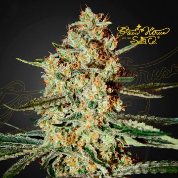 Himalaya Gold (Greenhouse Seeds) 5 graines