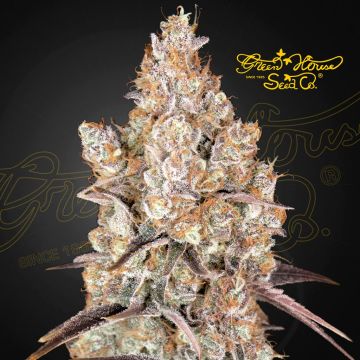 Holy Snow (Greenhouse Seeds)