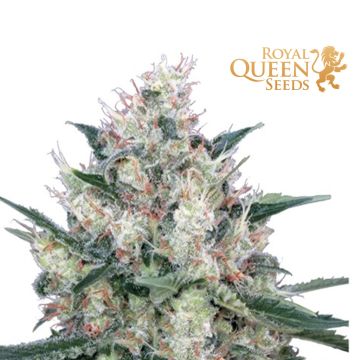 Honey Cream Fast Flowering (Royal Queen Seeds) 3 graines