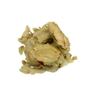 Hop [Humulus lupulus] 20 grammes