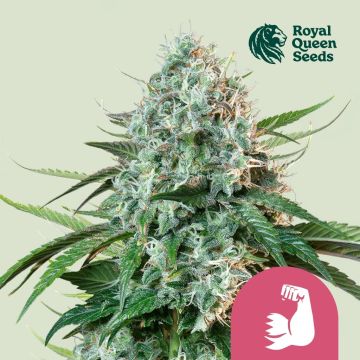 Hulkberry (Royal Queen Seeds) 3 graines