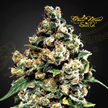 Jack Herer (Greenhouse Seeds) 5 graines