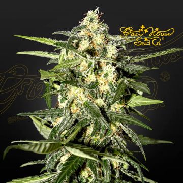 Jack Herer Auto (Greenhouse Seeds)