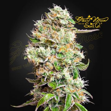 King's Kush Auto CBD (Greenhouse Seeds) 5 graines