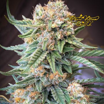 Lemon Skunk (Greenhouse Seeds) 5 graines