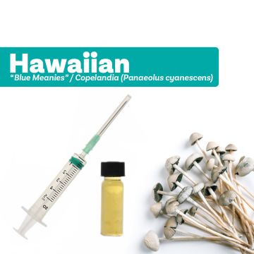 Culture de Champignons Magique | Liquid Culture Hawaiian [Panaeolus cyanescens]