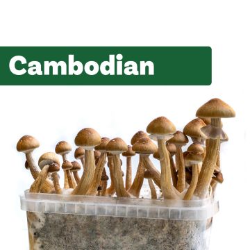 Kit de Culture de Champignons Magiques Cambodian  (Ready-to-Grow Growkit)