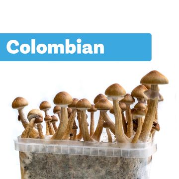 Kit de Culture de Champignons Magiques Colombian (Ready-to-Grow Growkit)