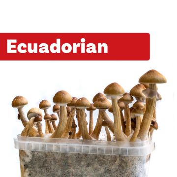 Kit de Culture de Champignons Magiques Ecuadorian (Ready-to-Grow Growkit)