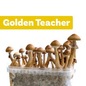 Kit de Culture de Champignons Magiques Golden Teacher (Ready-to-Grow Growkit)
