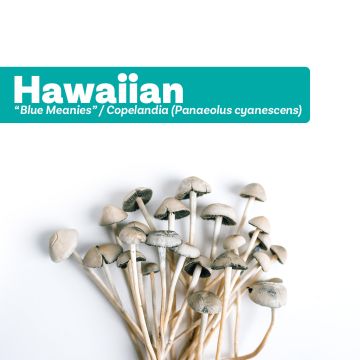 Kit de Culture de Champignons Hallucinogènes Hawaiian (Cyanescens Growkit) 1200 cc