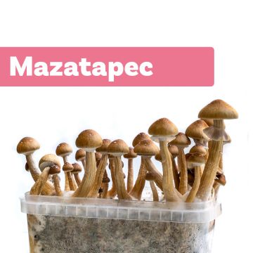 Kit de Culture de Champignons Magiques Mazatapec (Ready-to-Grow Growkit)