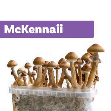 Kit de Culture de Champignons Magiques McKennaii (Ready-to-Grow Growkit)