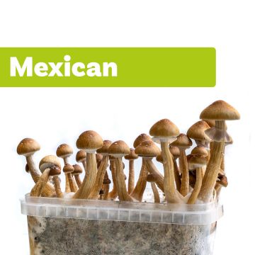 Kit de Culture de Champignons Magiques Mexicana (Ready-to-Grow Growkit)