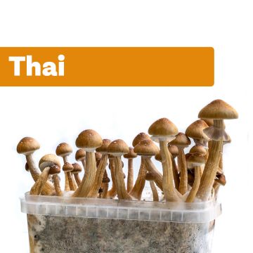 Kit de Culture de Champignons Magiques Thai (Ready-to-Grow Growkit)