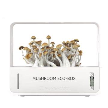 Growbox Champignons Hallucinogènes (Crownow)