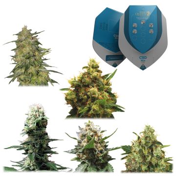 Melange Medicale CBD (Royal Queen Seeds) 5 graines