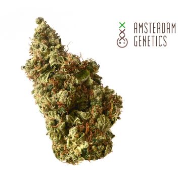 Milkshake Kush Autofloraison (Amsterdam Genetics) 3 graines