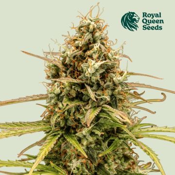 Milky Way F1 Auto (Royal Queen Seeds)