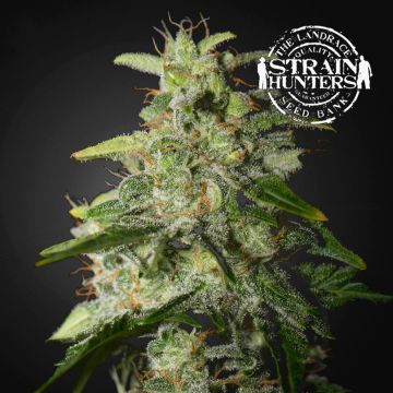 Money Maker (Strain Hunters) 3 graines