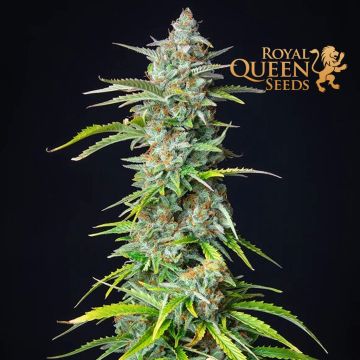 Northern Light Automatic (Royal Queen Seeds) 5 graines