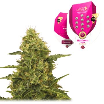 Northern Light (Royal Queen Seeds) 5 graines