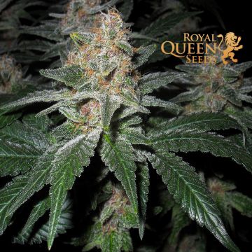 O.G. Kush (Royal Queen Seeds) 5 graines
