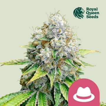 O.G. Kush (Royal Queen Seeds) 5 graines