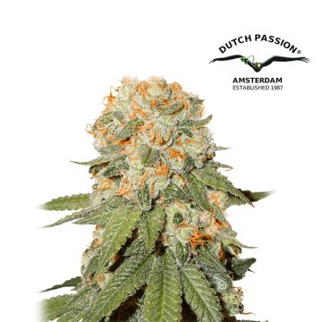 Orange Bud (Dutch Passion) 5 graines