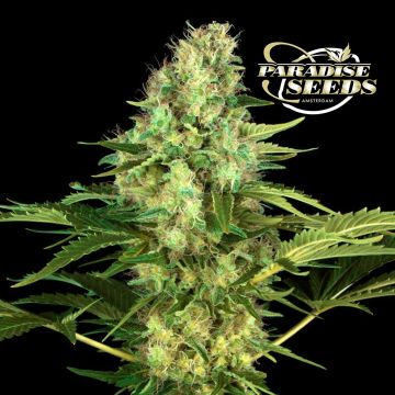 Original White Widow IBL (Paradise Seeds)