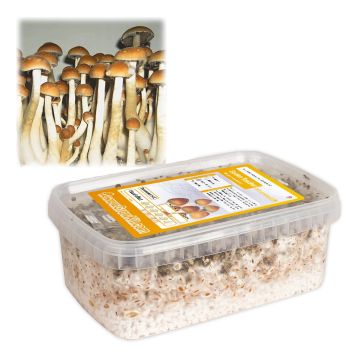 Kit de Culture de Champignons Magiques Golden Teacher (Ready-to-Grow Growkit)