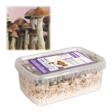 Kit de Culture de Champignons Magiques McKennaii (Ready-to-Grow Growkit)