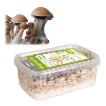 Kit de Culture de Champignons Magiques Mexicana (Ready-to-Grow Growkit)