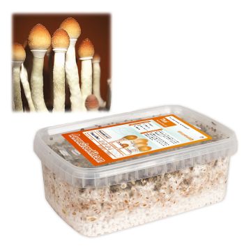 Kit de Culture de Champignons Magiques Thai (Ready-to-Grow Growkit)
