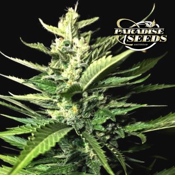 Auto Kong 4 (Paradise Seeds) 3 graines