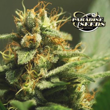 L.A. Amnesia (Paradise Seeds) 3 graines