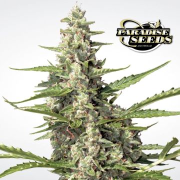 Pandora Autofloraison (Paradise Seeds) 3 graines