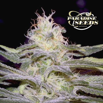 Sensi Star (Paradise Seeds) 3 graines